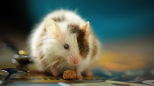 Удивительный новый белковый игрок восстанавливает память у старых мышей