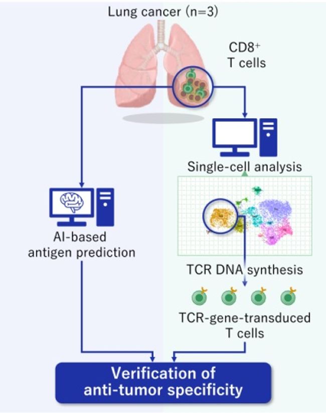 Aichi Cancer Center och NEC utvecklar en effektiv metod för att identifiera lungcancerantigener och antigenspecifika T-celler
