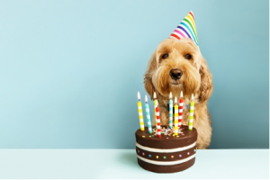 Image of a dog celebrating a birthday to test with the kendra image search using automated text captioning