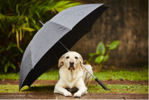 Image of a dog under an umbrella to test with the kendra image search using automated text captioning