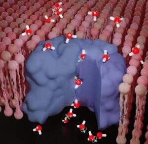 Ядерный спин влияет на биологические процессы с участием кислорода