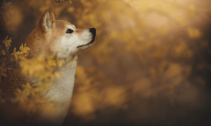 What You Need to Know About Shiba Inu's Shibarium Relaunch and Testing