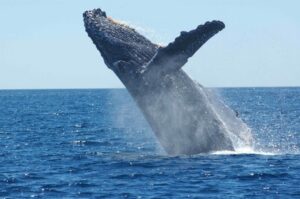 A Chainlink Whales több mint 50 millió dollárt halmoz fel LINK dollár értékben két hét alatt, ahogy az árak emelkednek