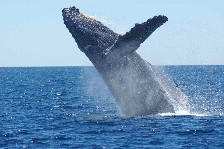 Le balene Chainlink accumulano oltre 50 milioni di dollari in $LINK in due settimane mentre i prezzi aumentano