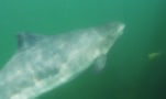 Ein Schweinswal unter Wasser fotografiert