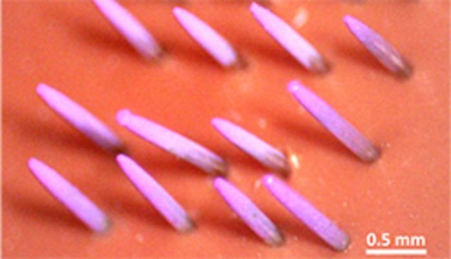 Image showing an array of microneedles coated with a dyed-pink DNA vaccine. The pink needles are poking up out of an orange background