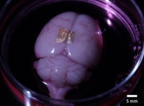 Matrice di nanofili d'oro stampata su un cervello di ratto