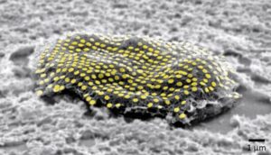 Researchers ‘tattoo’ gold nanopatterns onto live cells – Physics World