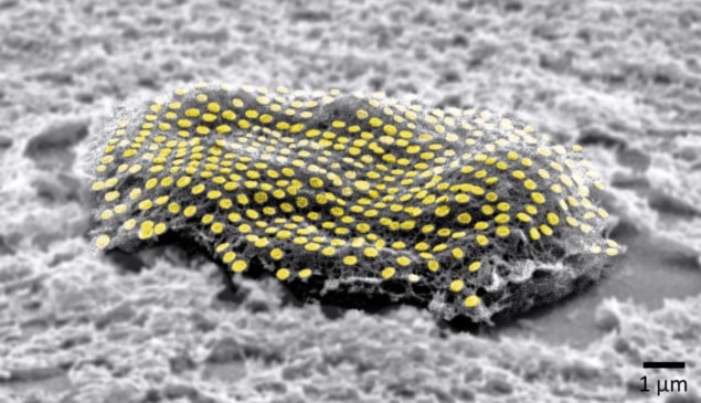 Gold nanodot array on a living fibroblast cell