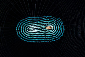 «Рассеянный паук» стоит за кибератакой MGM и нацелен на казино