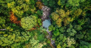 La 'repulsión de especies' permite una alta biodiversidad en los árboles tropicales | Revista Quanta