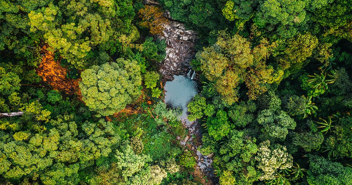 "Liigi tõrjumine" võimaldab troopiliste puude suurt bioloogilist mitmekesisust | Quanta Magazine PlatoBlockchain Data Intelligence. Vertikaalne otsing. Ai.