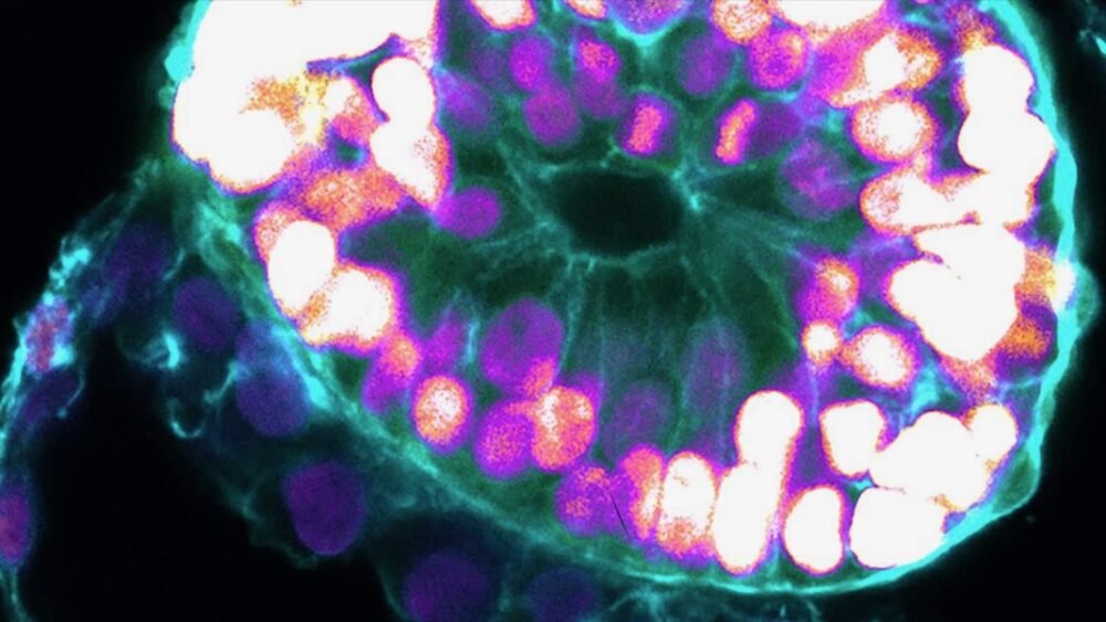 De mest avancerede embryomodeller efterligner de første to ugers menneskelig udvikling