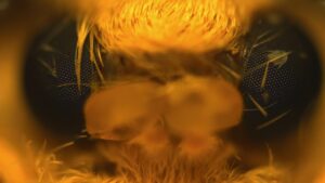 Ulat Sutra Transgenik Memutar Sutra Laba-laba 6x Lebih Kuat Dari Kevlar