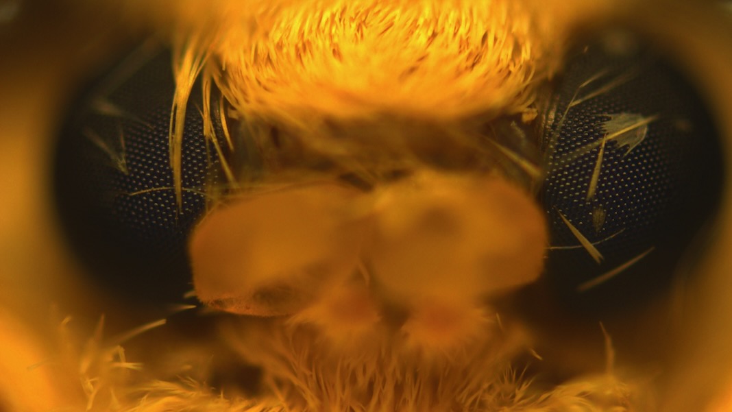 Los gusanos de seda transgénicos hacen girar la seda de araña 6 veces más fuerte que Kevlar PlatoBlockchain Data Intelligence. Búsqueda vertical. Ai.