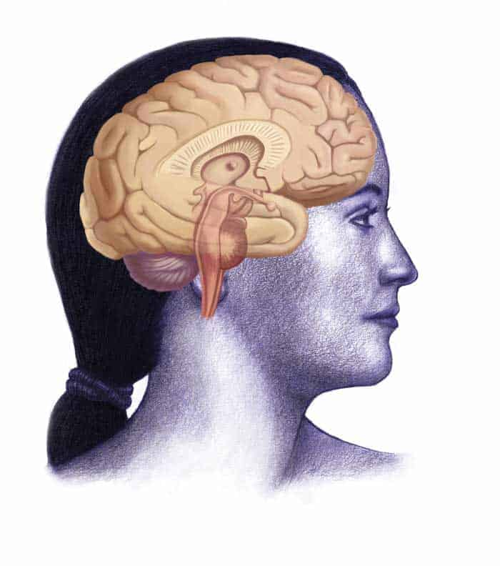 Kuva naisen päästä, jossa näkyy poikkileikkaus aivoista
