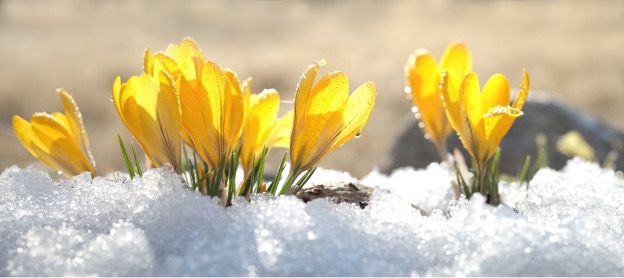 bunga mekar di salju