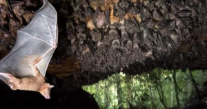 خفاش ها از همان سلول های مغزی برای ترسیم دنیای فیزیکی و اجتماعی استفاده می کنند | مجله کوانتا