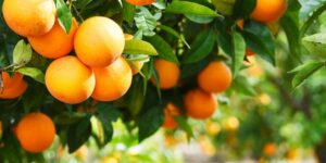 Binance Is Like a Grocery Store Selling Oranges and SEC Should Leave It Alone, Says Crypto Lobby Group - Decrypt