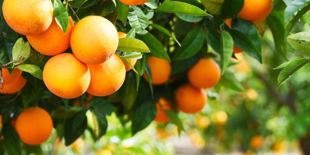 Binance Is Like a Grocery Store Selling Oranges and SEC Should Leave It Alone, Says Crypto Lobby Group - Decrypt crypto startups PlatoBlockchain Data Intelligence. Vertical Search. Ai.