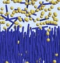 Skiss av en tvåfasig jämvikt där gula sfäriska partiklar flyter över en skog av lila-blå stavliknande partiklar