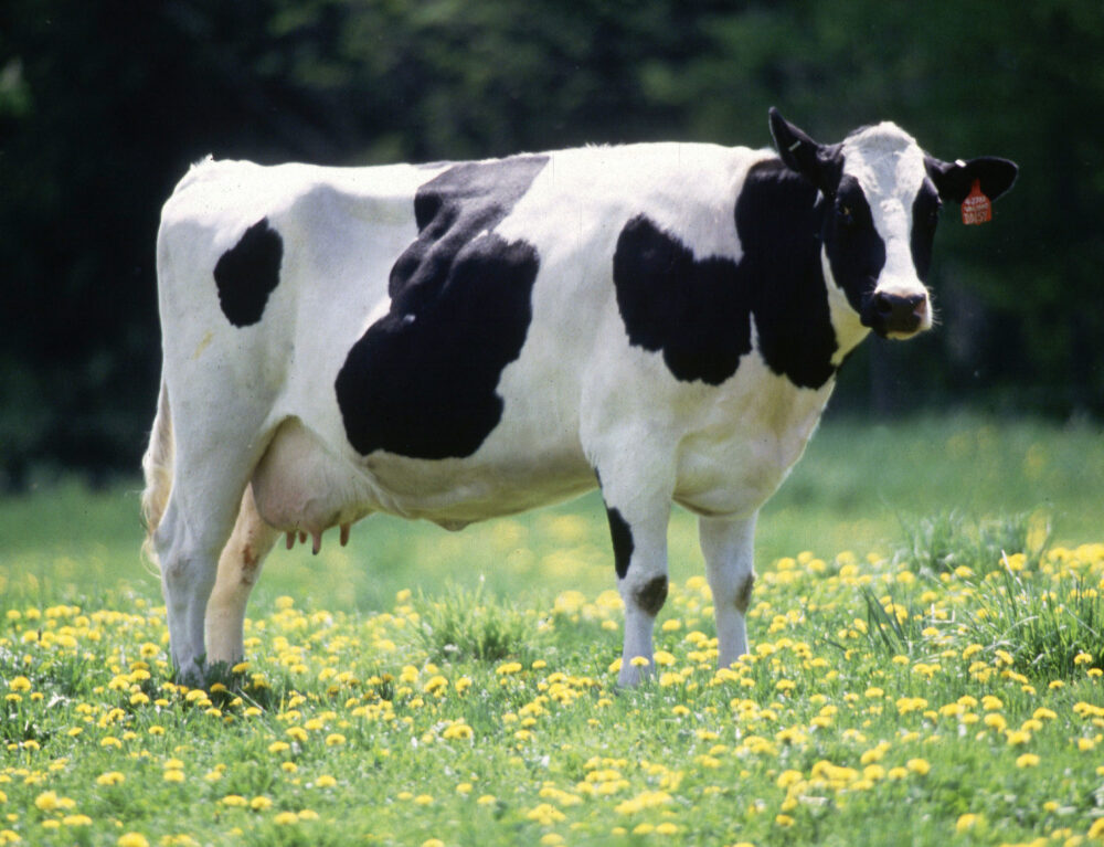 Urmăriți-vă vitele folosind tehnologia AI | Amazon Web Services
