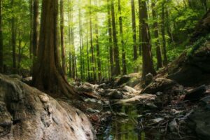 פלטפורמת תשלומים כשירות יערות הגשם מגייסת 11.75 מיליון דולר במימון סיד - Finovate