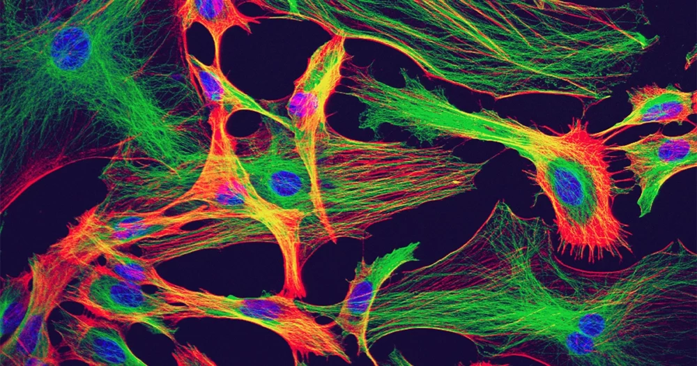 These Cells Spark Electricity in the Brain. They’re Not Neurons. | Quanta Magazine