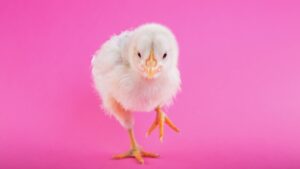 CRISPR로 제작된 슈퍼 닭은 조류 독감에 강합니다