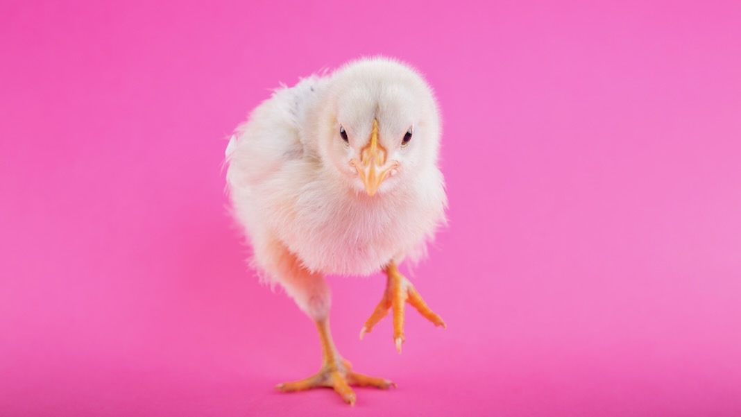 Te super kurczaki zaprojektowane w technologii CRISPR są odporne na ptasią grypę PlatoBlockchain Data Intelligence. Wyszukiwanie pionowe. AI.