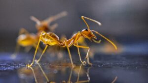Ta možgan z umetno inteligenco, ki ga je navdihnila mravljica, pomaga kmetijskim robotom pri boljši navigaciji med pridelki