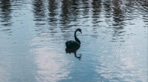 Mungkinkah Peristiwa Black Swan Berikutnya Menjadi Ancaman Dunia Maya?