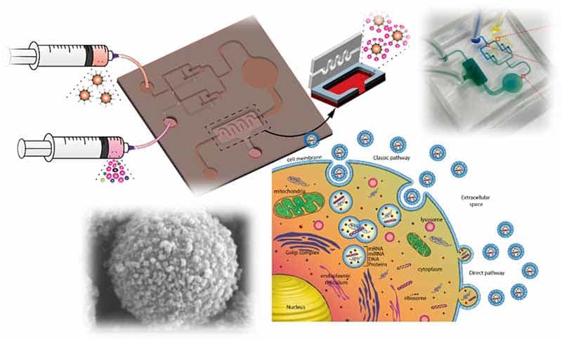 Phát hiện exosome, cảm biến bệnh tật cỡ nano phổ quát của tương lai – Thế Giới Vật Lý