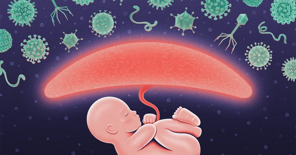 怀孕期间，假“感染”可以保护胎儿广达杂志