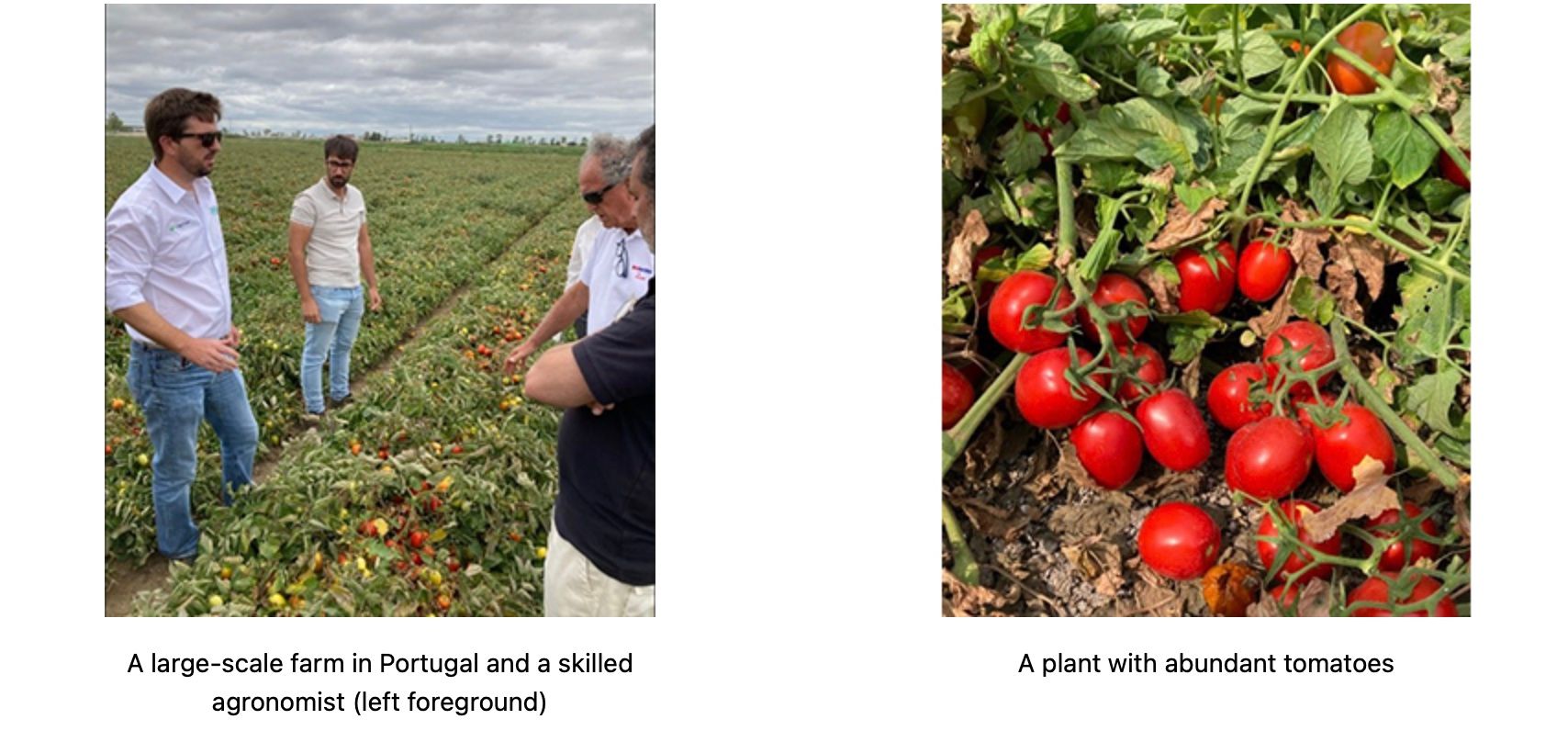 Kagome, NEC and DXAS introduce agricultural ICT platform "CropScope" to tomato field in northern Italy, saving water and increasing yield energy prices PlatoBlockchain Data Intelligence. Vertical Search. Ai.
