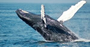 Prescient Bitcoin Whale Moves $244M in BTC to Crypto Exchange. Has BTC Price Topped?