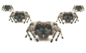 แฮกเกอร์คาสิโน Spider กระจัดกระจายหลบเลี่ยงการจับกุมในสายตาธรรมดา