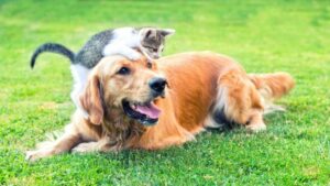 Η δέκατη μελέτη καταδεικνύει καλή υγεία σε σκύλους Vegan