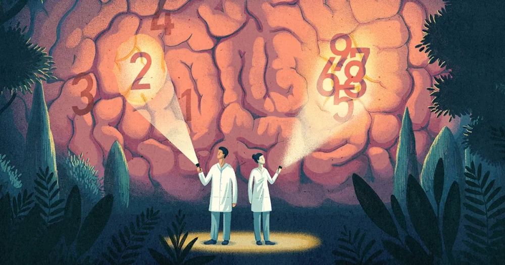 Почему человеческий мозг лучше воспринимает маленькие числа | Журнал Кванта