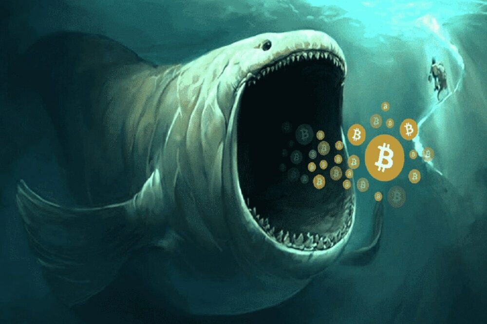 Bitcoin Whale-portefeuilles keren terug naar kopen, bullmarkt is hier om te blijven