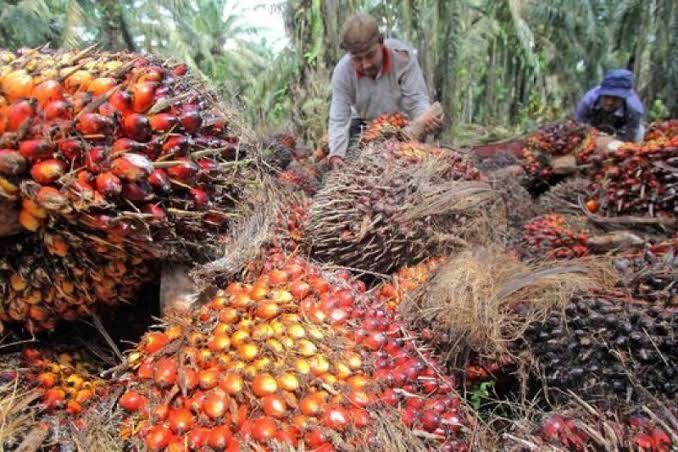 Migliorare la competitività dell'olio di palma attraverso ISPO: scenari e raccomandazioni
