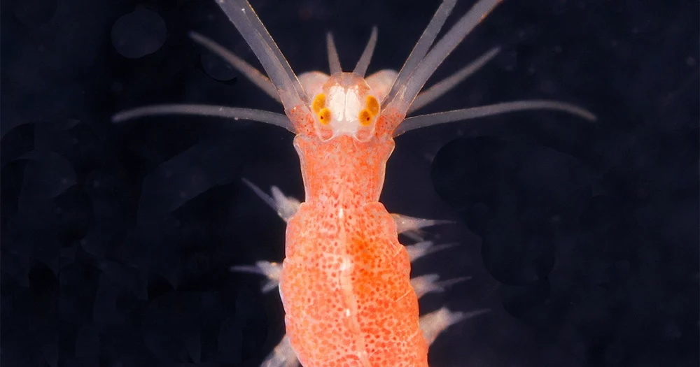 Hoe deze zeeworm maanglow van zonnestralen kan onderscheiden | Quanta-tijdschrift
