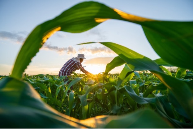 agriculteur regardant son maïs