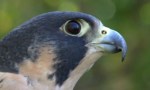 Falcon eyeliner