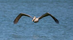 À travers des cieux turbulents : comment des experts en dynamique des fluides découvrent les secrets du vol des oiseaux – Physics World