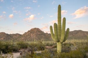 Kaktusovervåkingsverktøy forsterket av kritisk SQL-injeksjonssårbarhet