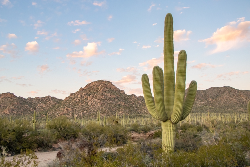Cacti Monitoring Tool Spiked by Critical SQL Injection Vulnerability leak PlatoBlockchain Data Intelligence. Vertical Search. Ai.