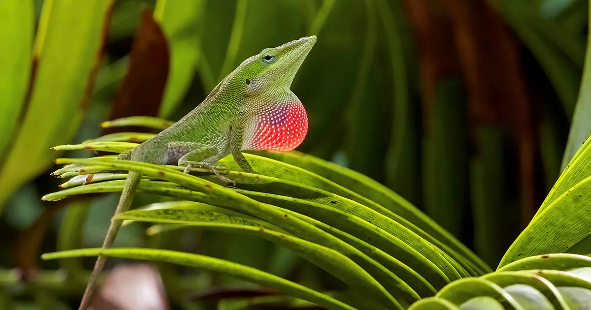 Evolution: Fast or Slow? Lizards Help Resolve a Paradox. | Quanta Magazine conceived PlatoBlockchain Data Intelligence. Vertical Search. Ai.