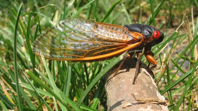 Tulimuurahaiset eivät loppujen lopuksi käytä Cheerios-ilmiötä, puskurivuosi cicadalle – Physics World