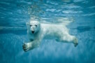 Polar bear fur inspires new on-body solar thermal textiles